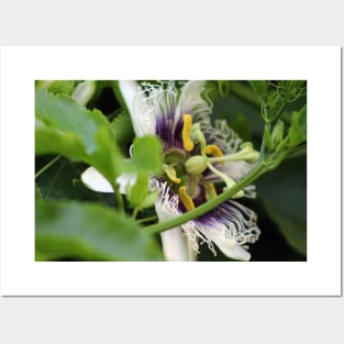 Passion Flower Closeup Posters and Art